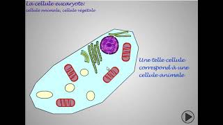 Comparaison entre la cellule animale et la cellule végétale [upl. by Tnilc]