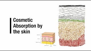 Cosmetic Absorption by the Skin [upl. by Sethrida]