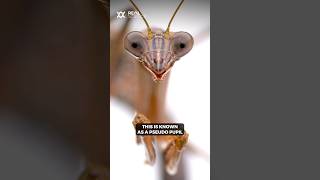 Why a praying mantis always seems to stare at you [upl. by Carpio]