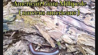 American Giant Millipede You Dont Know You are Interested nature naturelovers bug [upl. by Dorry]