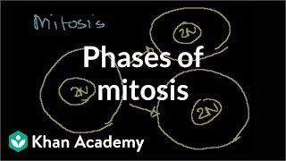 Phases of Mitosis [upl. by Auqinat]