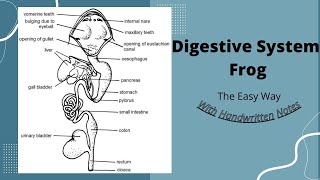 Digestive System Of Frog Class 11 [upl. by Christean]