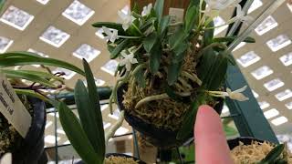 Neofinetia Falcata Collection [upl. by Karola]