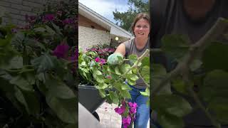 Selective pruning a Bougainvillea time lapse￼ [upl. by Darees851]