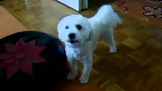 bichon bolonais chanteurmp4 [upl. by Ahsenauq]