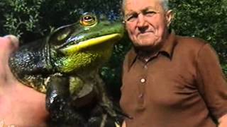 grenouille taureau bullfrog Ouaouaron 2 BullFrog vs snake ウシガエル  は、 [upl. by Nellad]