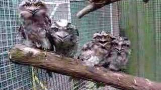 Tawny Frogmouths [upl. by Jourdain]