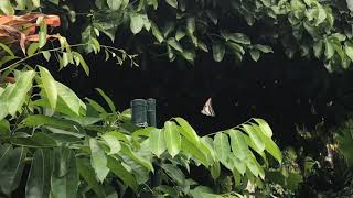 ミナミミカドアゲハGraphium eurypylus 20200103 Cairns Botanic Gardens Butterfly of Australia [upl. by Pepi929]