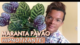 Calathea Makoyana Maranta Pavão  características e como cuidar [upl. by Nothgierc269]