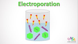 Electroporation  Physical Method of Transformation  Transformation in Plants  Instrumentation [upl. by Vaas]