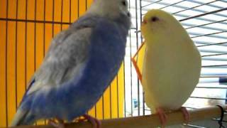 Parakeet Mating Dance [upl. by Oremodlab861]