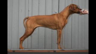 a Rhodesian Ridgeback growing I [upl. by Millford]