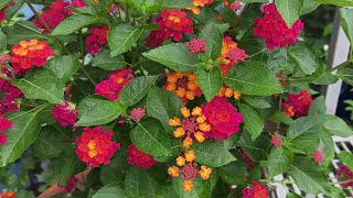 Lantana plangardening Flower plants vlogLantana [upl. by Bringhurst525]