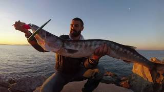 Spinning Barracuda in Topwater [upl. by Hosfmann536]