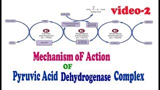 Mechanism of Action of Pyruvic Acid Dehyrogenase Enzyme Complex [upl. by Amilb]