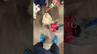 Teddy at the pet store food morkies cute [upl. by Rikahs]