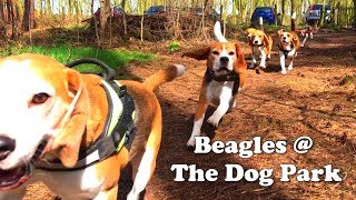 Beagles Playing at our AWESOME Dog Park  Dog Forrest Louie The Beagle [upl. by Andrea861]