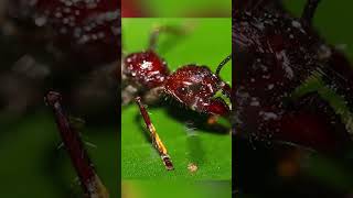 Bullet Ant Sting Worlds Most Painful Bite 🐜🔥 [upl. by Eillom]