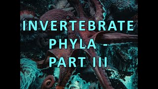 Invertabrate Phyla  Part III [upl. by Terencio669]