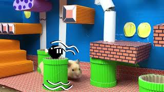 Hamster Escapes the Awesome Prison Mario Maze 🐹 for Pets in real life [upl. by Leipzig]