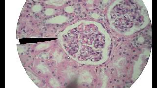 Histology for Beginners [upl. by Beaulieu]