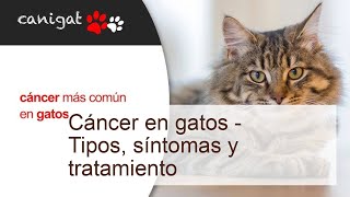 Cáncer en gatos  Tipos síntomas y tratamiento [upl. by Nylemaj387]