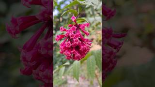 Cestrum elegans beautifulplants viralytshort [upl. by Eisnil83]