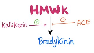 KallikreinKinin​ System Pathway Let’s make Bradykinin  Physiology Biochemistry Pharmacology [upl. by Butta]