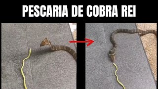 Pescaria de Cobra Rei  Biólogo Henrique o Biólogo das Cobras [upl. by Varini]