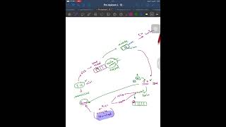 Lec 6 apicomplexa  sarcocystis [upl. by Hughett414]