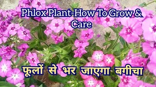 How To Grow And Care Phlox Plant  Winter Flowering Plant Phlox Ki Dekhbhaal Kaise Karein [upl. by Suravat]