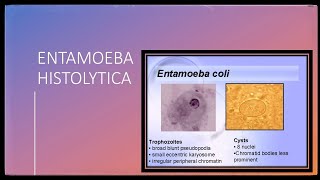 Entamoeba Histolytica  morphology Amebiasis clinical featuresdiagnosistreatment and prophylaxis [upl. by Aniara112]