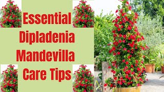 Dipladenia Mandevilla Care Tips A Complete Guide [upl. by Dora308]