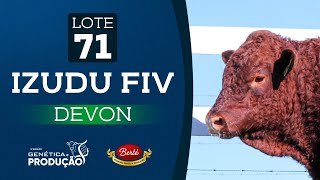 Lote 71  Izudu FIV  TOURO DEVON 5º Leilão Genética e Produção Fazenda Sonho e Realidade [upl. by Attiuqal]