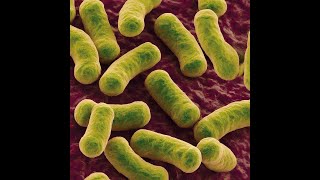 Bacteriology Part 6 Family EnterobacteriaceaeYersiniaceae Serratia Erwinia and Yersinia [upl. by Sugna]