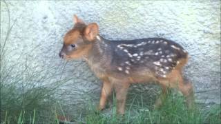 Pudu fawn is just 5 days old [upl. by Hareenum]