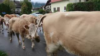 An Alpine Cow Parade in Switzerland [upl. by Otis]