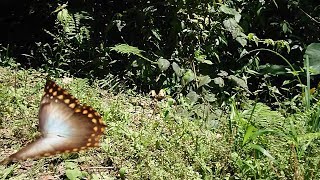 Morpho amphitryon in slo mo [upl. by Fogg]