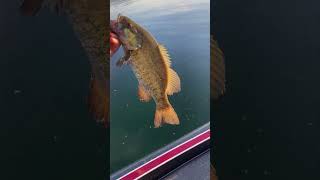 bass bassfishing smallmouth idaho fishing bigbassenergy freshwaterfish gamefish bigfish [upl. by Noral]