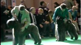 Crufts 2011  Bouvier Des Flandres  Best of Breed [upl. by Frederica]