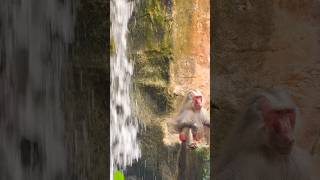 Hamadryas Baboon  Singapore Zoo [upl. by Coralie]