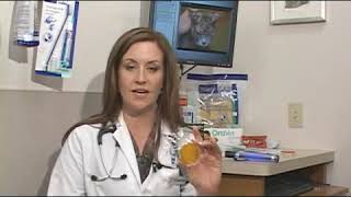 How to Treat Ringworm on a Dog [upl. by Esten]