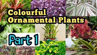 Ornamental plants for your garden  best indoor plants  colourful houseplant [upl. by Wendolyn410]