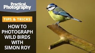 How to photograph wild birds with Simon Roy [upl. by Elane]