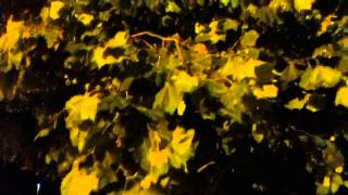 Sound Of Autumn Wind rustling tree leaves [upl. by Lorola]