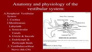 FFYT  Vestibular Rehabilitation  Jun 2014 [upl. by Ataeb]