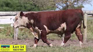 Lot 54 SKST988 Karoonda Herefords 2024 [upl. by Osher]