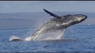 【マウイ島】 ザトウクジラのブリーチング（大ジャンプ） [upl. by Saxon]