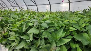 Common Purple Lilac Syringa vulgaris seedlings growing at TreeTimeca in the greenhouse [upl. by Eneleuqcaj]