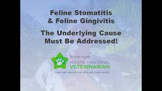 Feline Stomatitis amp Gingivitis The Underlying Cause Must Be Addressed [upl. by Michey]